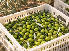 3 Kg Dalından Yeni Toplanmış Taze Domat Yeşil Zeytin - Yeni Sezon 2026/27 (İşlenmemiş - Salamurasız)