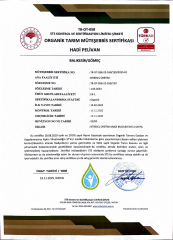 3 Kg Dalından Yeni Toplanmış Taze Domat Yeşil Zeytin - Yeni Sezon 2026/27 (İşlenmemiş - Salamurasız)
